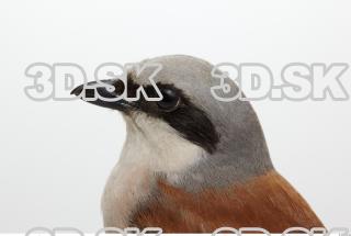 Red-backed Shrike - Lanius Collurio 0014